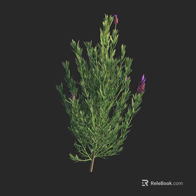 Lavender Plant With Green Leaves And Purple Flowers In Natural Growth 3d model 