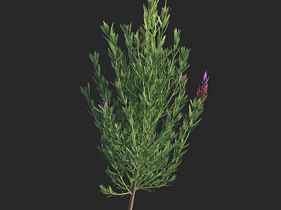 Lavender Plant With Green Leaves And Purple Flowers In Natural Growth 3d model