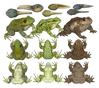 Modern Frog American Bullfrog Frog Chinese Toad Tadpole 3d model