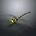 Green Eyed Dragonfly With Black And Yellow Striped Body And Transparent Wings