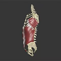 Human Torso Anatomical Model With Skeleton Structure And Muscle Details 3d model