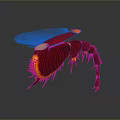 Artistic 3D Rendered Shrimp with Red Body Orange Edges and Long Antennae