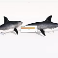 Two Grey And White Sharks Facing Each Other With Open Mouth