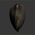 Brown Shell With Glossy Surface And Natural Texture On Dark Background