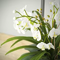 Beautiful White Orchid Bonsai Potted Plant with Green Leaves and Terracotta Pot