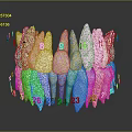Dental Organ Model With Numbered Teeth From 6 To 12 And 21 To 26 Anatomical Structure