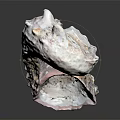 Spiky Conch Shell With Textured Surface And Grayish White Color On Black Background