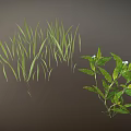Green Plants With Slender Grass Leaves And Branches With White Small Flowers