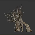 Set Of Dry Leafless Trees With Twisted Branches On White Background