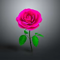 Beautiful Pink Rose Plant With Green Leaves And Stem On Gray Background