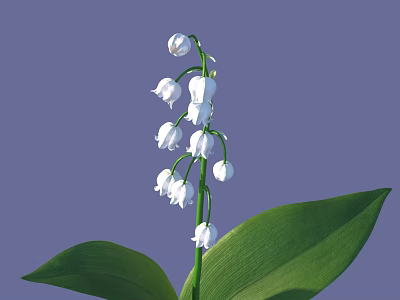 Lily of the Valley With White Bell Shaped Flowers And Green Leaves On Purple Background 3d model