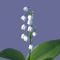 Lily of the Valley With White Bell Shaped Flowers And Green Leaves On Purple Background