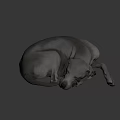 Curled Up Grey Reptile Sleeping On Dark Fabric Bed In Different Angles 3d model