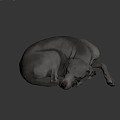 Modern Dog Pet Dog 3d model