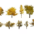 Various Deciduous Trees Featuring Autumn Yellow Green Foliage And Diverse Shapes