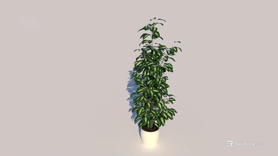 Lush Green Vine Plant in White Pot for Indoor Home Decoration 3d model 