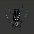 Detailed Close Up Of Long Horned Beetle With Black White Spots And Metallic Shine