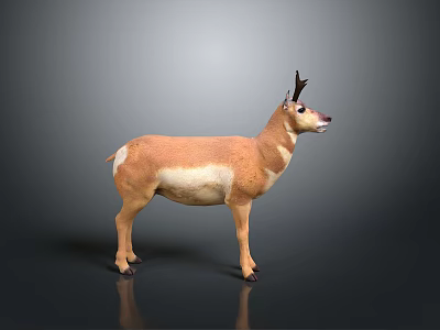 Realistic Standing Pronghorn Antelope With Brown White Coat On Gray Background 3d model