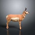 Realistic Standing Pronghorn Antelope With Brown White Coat On Gray Background
