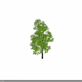 Tall Arbor With Lush Green Leaves Full Branches And Dark Straight Trunk