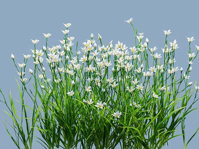 White Small Flowers Growing On Green Herbaceous Plants With Light Blue Background 3d model