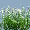 White Small Flowers Growing On Green Herbaceous Plants With Light Blue Background