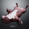 Brown and white bulldog lying on back with paws up on dark background