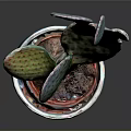 Colorful Iridescent Cactus Plant In Textured Pot With Spotted Pads And Shiny Surface
