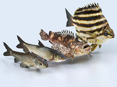 Various Aquatic Fish Species With Colorful Stripes And Brown Patterns On White Background 3d model
