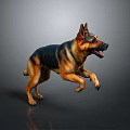 German Shepherd Leaping Running Mid Air with Open Mouth on Gray Background