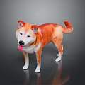 Orange And White Shiba Inu Dog Standing With Tongue Out On Black Background