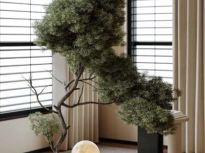 Indoor Bonsai Plant with Elegant Curved Branches and Lush Foliage Near Window Blinds 3d model