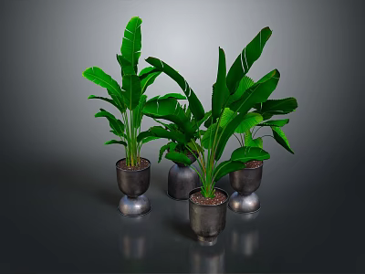 Large Leaf Tropical Plants in Metallic Silver Pots for Indoor Decoration 3d model