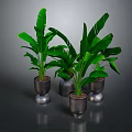 Large Leaf Tropical Plants in Metallic Silver Pots for Indoor Decoration