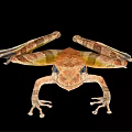 Brown And Yellow Spotted Frog With Large Eyes And Webbed Feet Resting