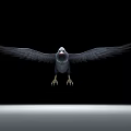 Black Crow With Spread Wings Flying Against Black Background And Gray Line Below
