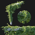 Lush Green Vines Covering Decorative Wall Structure With Fresh Leaves And Growth