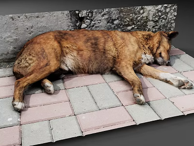 Stray Dog Lying Peacefully On Colorful Brick Pavement Near Stone Wall 3d model