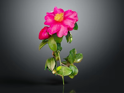 Beautiful Pink Camellia With Yellow Stamen And Green Leaves On Dark Background 3d model