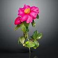 Beautiful Pink Camellia With Yellow Stamen And Green Leaves On Dark Background