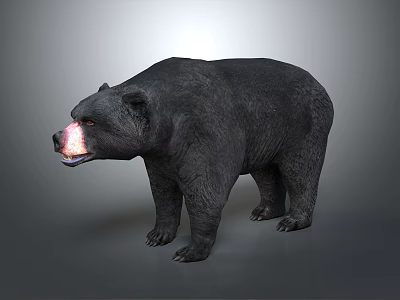 Realistic Black Bear With Black Fur And Pink Nose On Gray Background 3d model