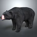 Realistic Black Bear With Black Fur And Pink Nose On Gray Background