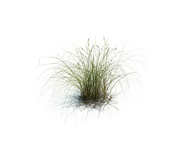 Ornamental Green Grass with Slender Leaves in Natural Garden Growth Environment 3d model