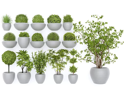 Assorted Bonsai Potted Plants With Green Foliage And Ceramic Pots For Home Decor 3d model