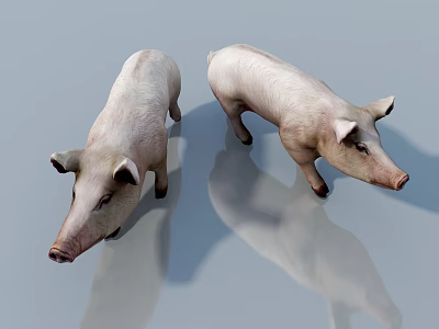 Two White Pig 3D Models on Light Background with Reflections 3d model