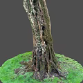 Tall Tree Trunk With Intricate Textured Roots And Lush Green Grass On Gray Background