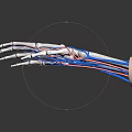 Detailed Medical Device 3D Hand Skeleton And Blood Vessel Anatomical Model