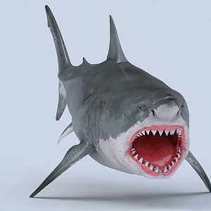 great white shark marine creature whale bite human shark tiger shark 3d model