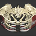 Human Torso Anatomical Model With Skeleton Structure And Muscle Details 3d model