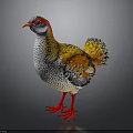 Colorful Bird With Red Yellow Head White Spotted Body Red Legs And Vibrant Tail Feathers